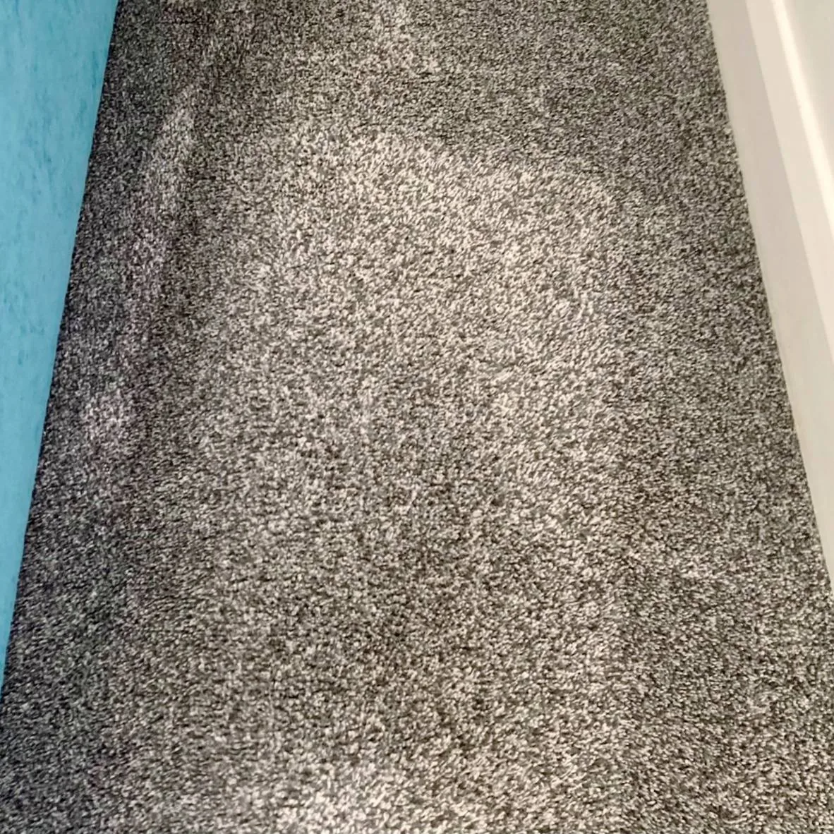 Pet-stained carpet after steam cleaning with stains and odour removed