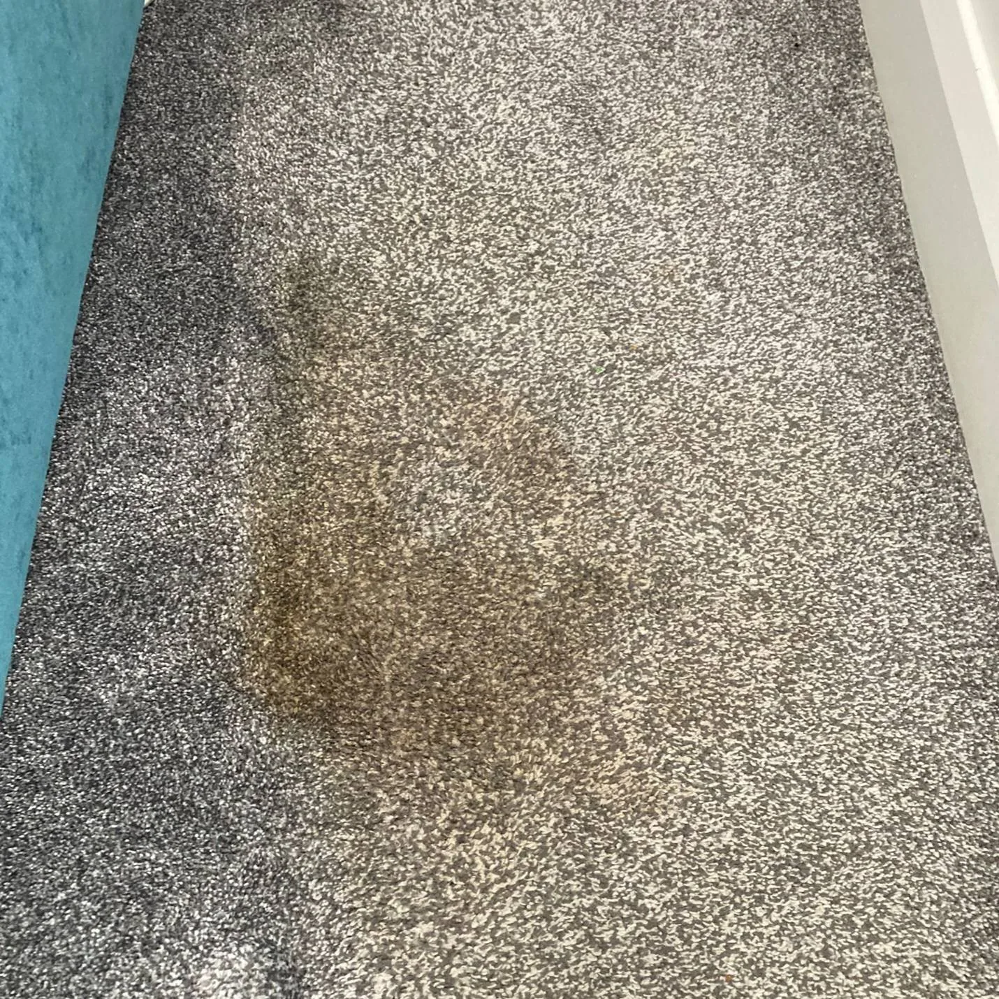 Pet-stained carpet before eco-friendly steam cleaning