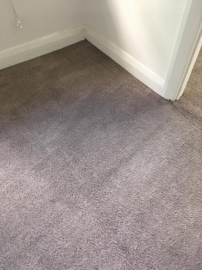 After Carpet Cleaning